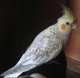 Cockatiel