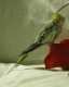 Cockatiel