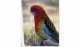 Rosella