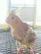 Cockatiel