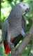 African Grey
