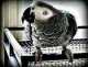 African Grey