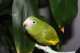 Parakeet