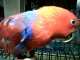 Eclectus