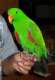 Eclectus