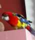 Rosella