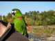 Macaw