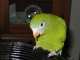 Parrotlet