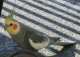 Cockatiel