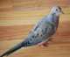 Dove