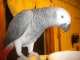 African Grey