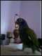 Pionus