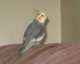 Cockatiel