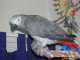 African Grey