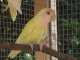 Lovebird