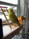Budgerigar