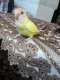 Lovebird
