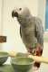 African Grey