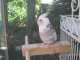 Cockatiel