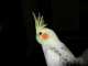 Cockatiel