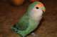 Lovebird