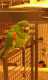 Macaw