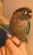 Conure