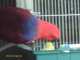 Eclectus