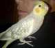 Cockatiel