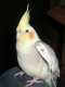 Cockatiel