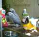 Macaw