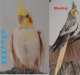Cockatiel