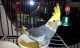 Cockatiel