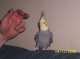 Cockatiel