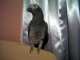 African Grey