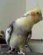 Cockatiel