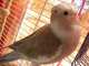 Cockatiel