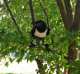 Crow / Raven