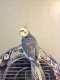 Cockatiel