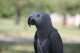 African Grey