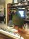 Macaw