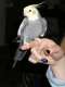 Cockatiel