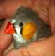 Finch