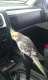 Cockatiel