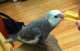 Cockatiel