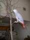 African Grey