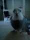 Cockatiel