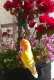 Lovebird
