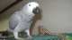 African Grey