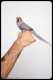 Indian Ringneck Parakeet